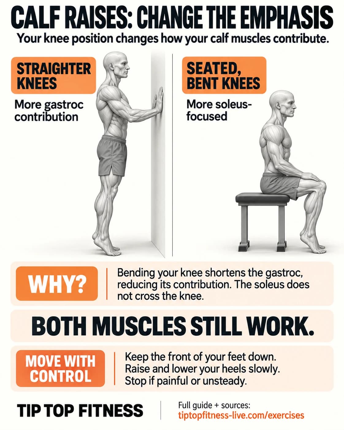 Calf-raise infographic: a gray anatomical model stands with straighter knees and wall support beside a seated model with bent knees. Straighter knees allow more gastroc contribution; seated bent knees are relatively more soleus-focused. Both muscles still work. Keep forefeet down, move slowly and stop if painful or unsteady.